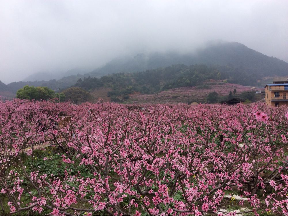 2015年3月22日福安穆阳桃花游